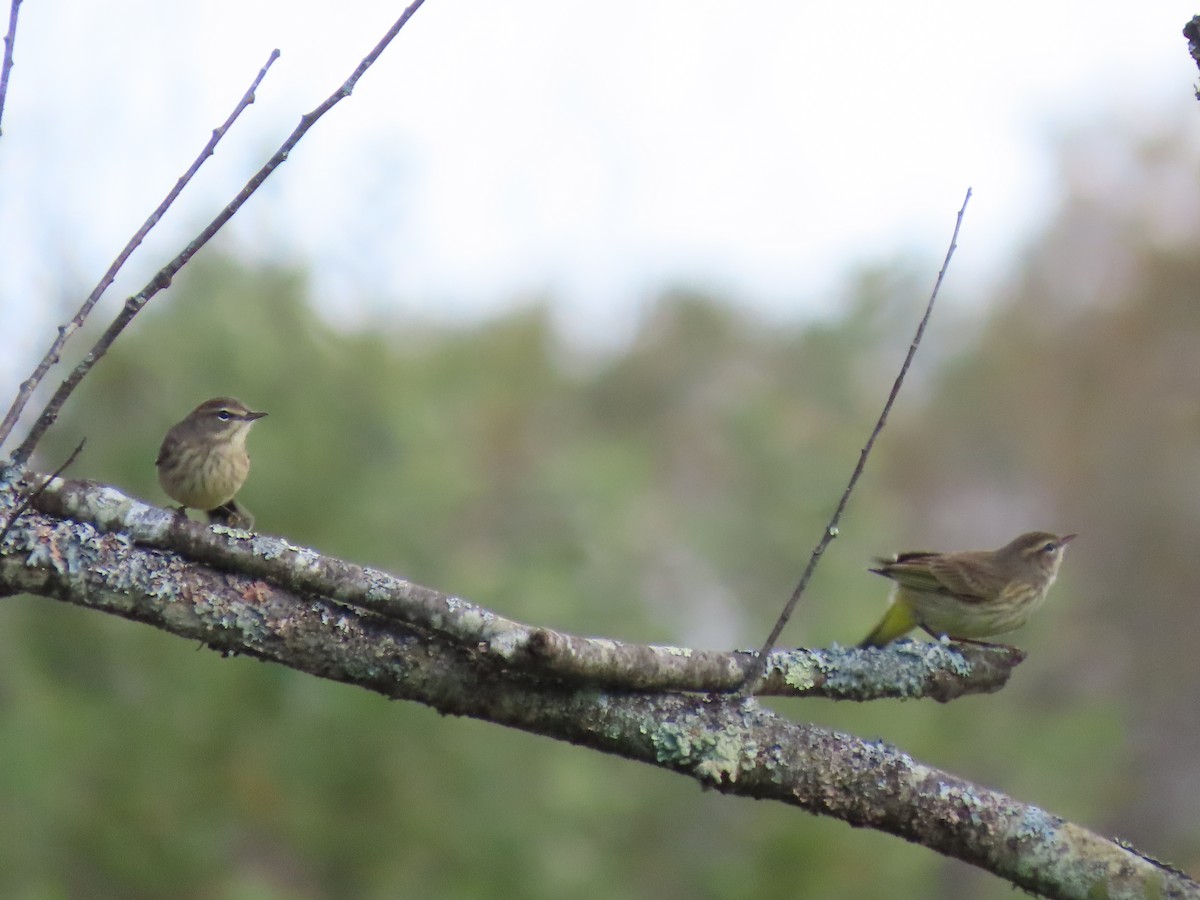 Palm Warbler (Western) - ML641797362