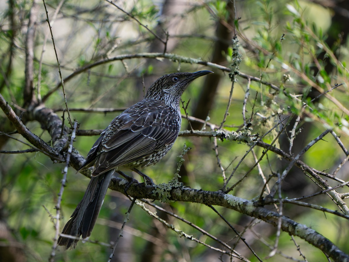 laločnatka malá - ML641797396