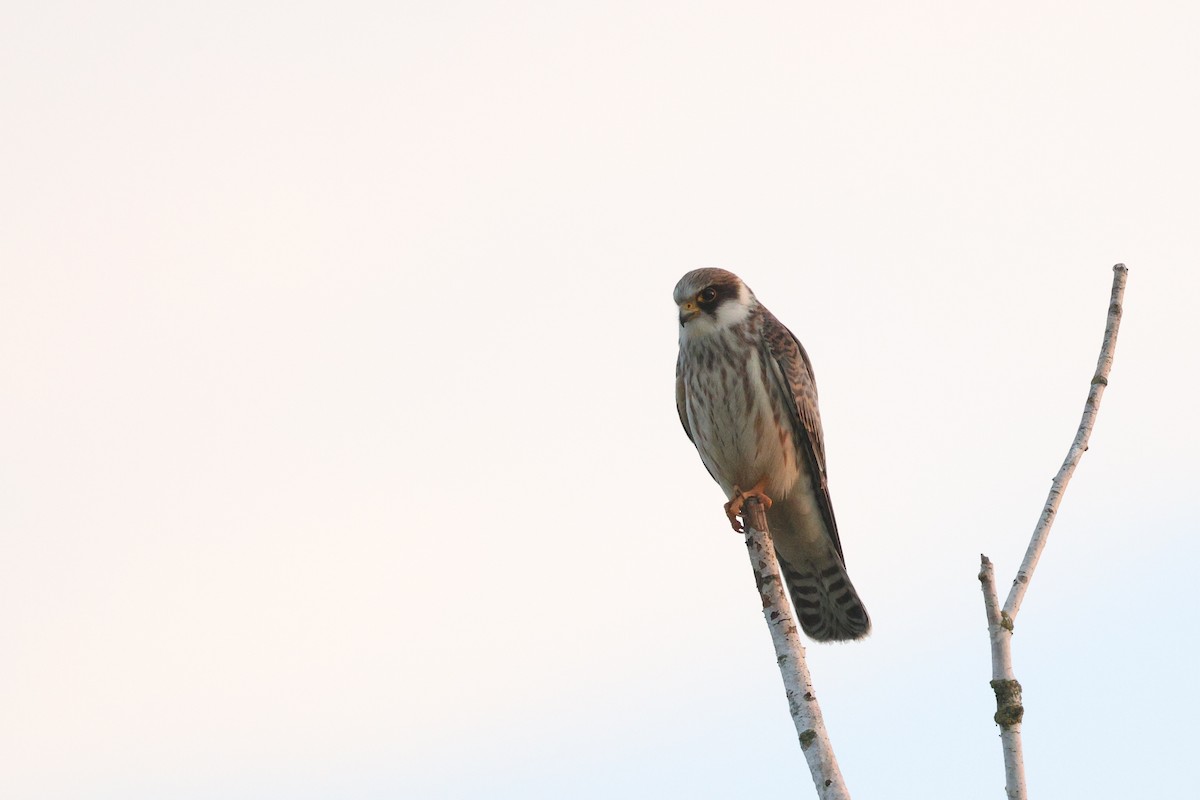 Red-footed Falcon - ML641797416