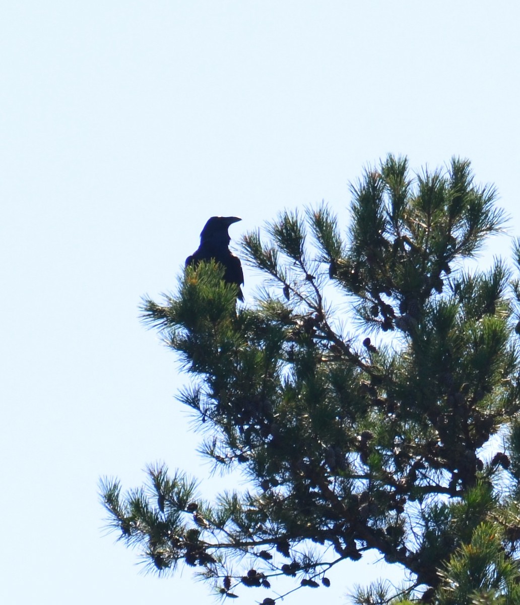 Common Raven - ML641797418