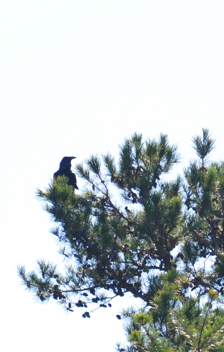 Common Raven - ML641797419