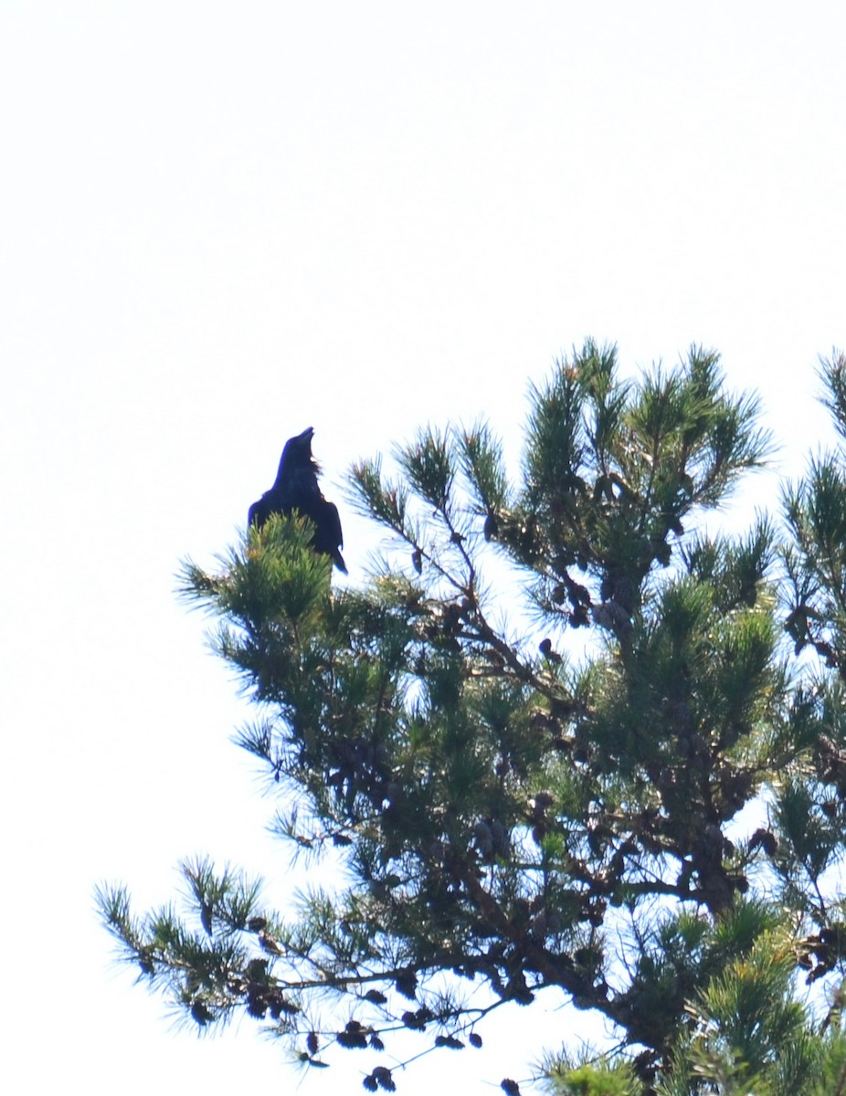 Common Raven - ML641797420
