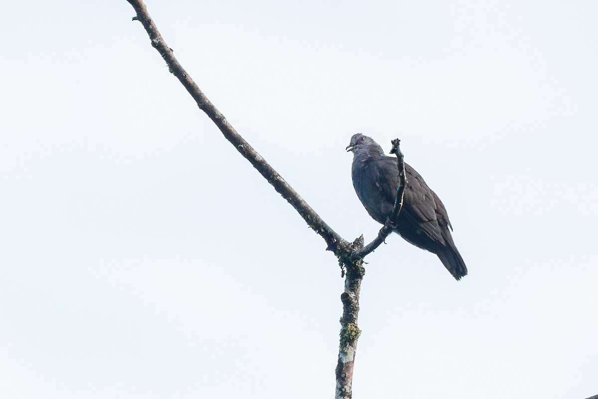 Ruddy Pigeon - ML641797422