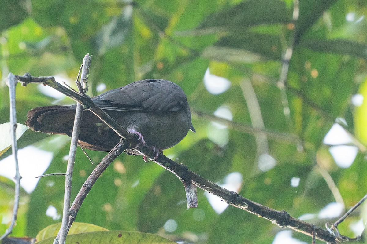 Ruddy Pigeon - ML641797423