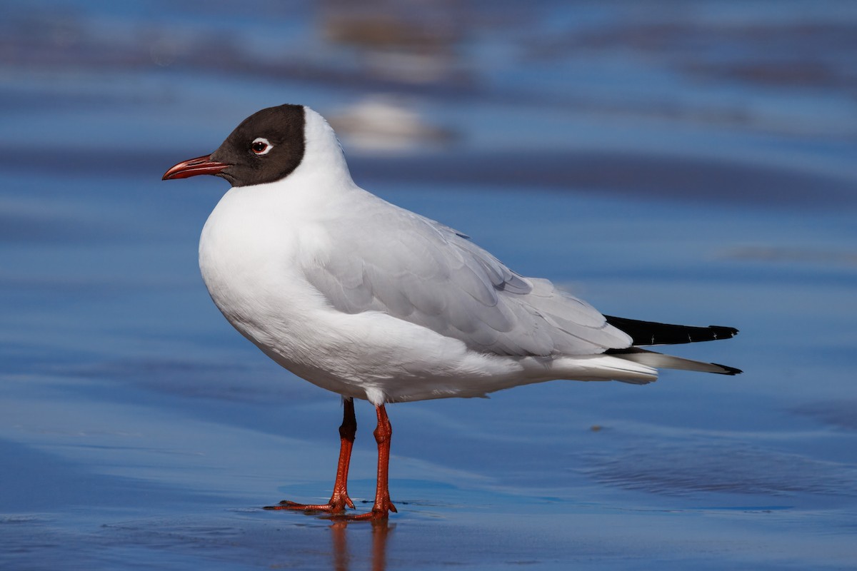 Mouette de Patagonie - ML641797424
