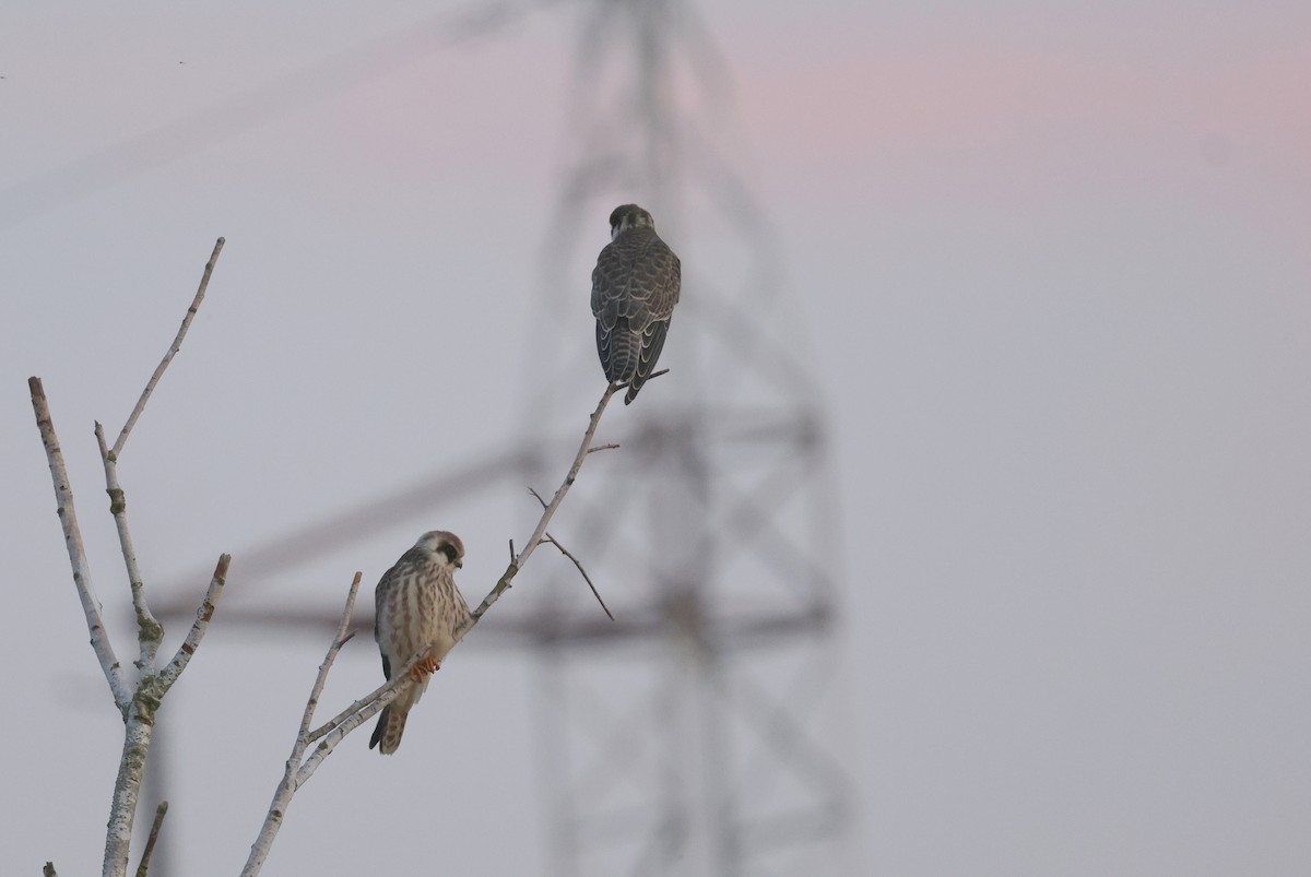 Red-footed Falcon - ML641797435