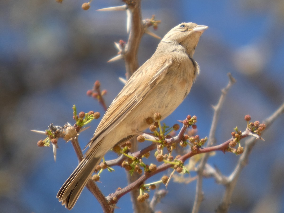 Lark-like Bunting - ML641797459