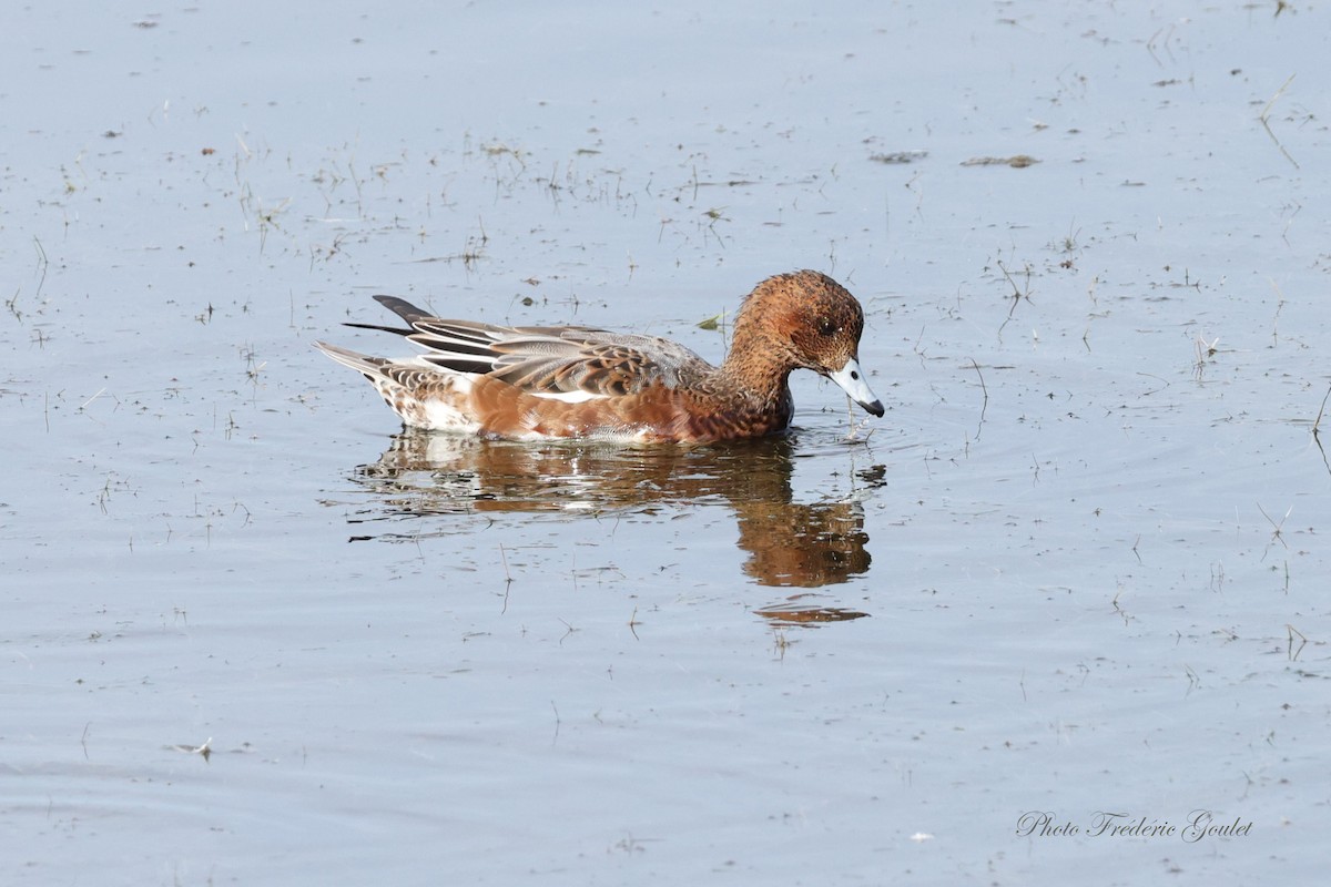Eurasian Wigeon - ML641797467