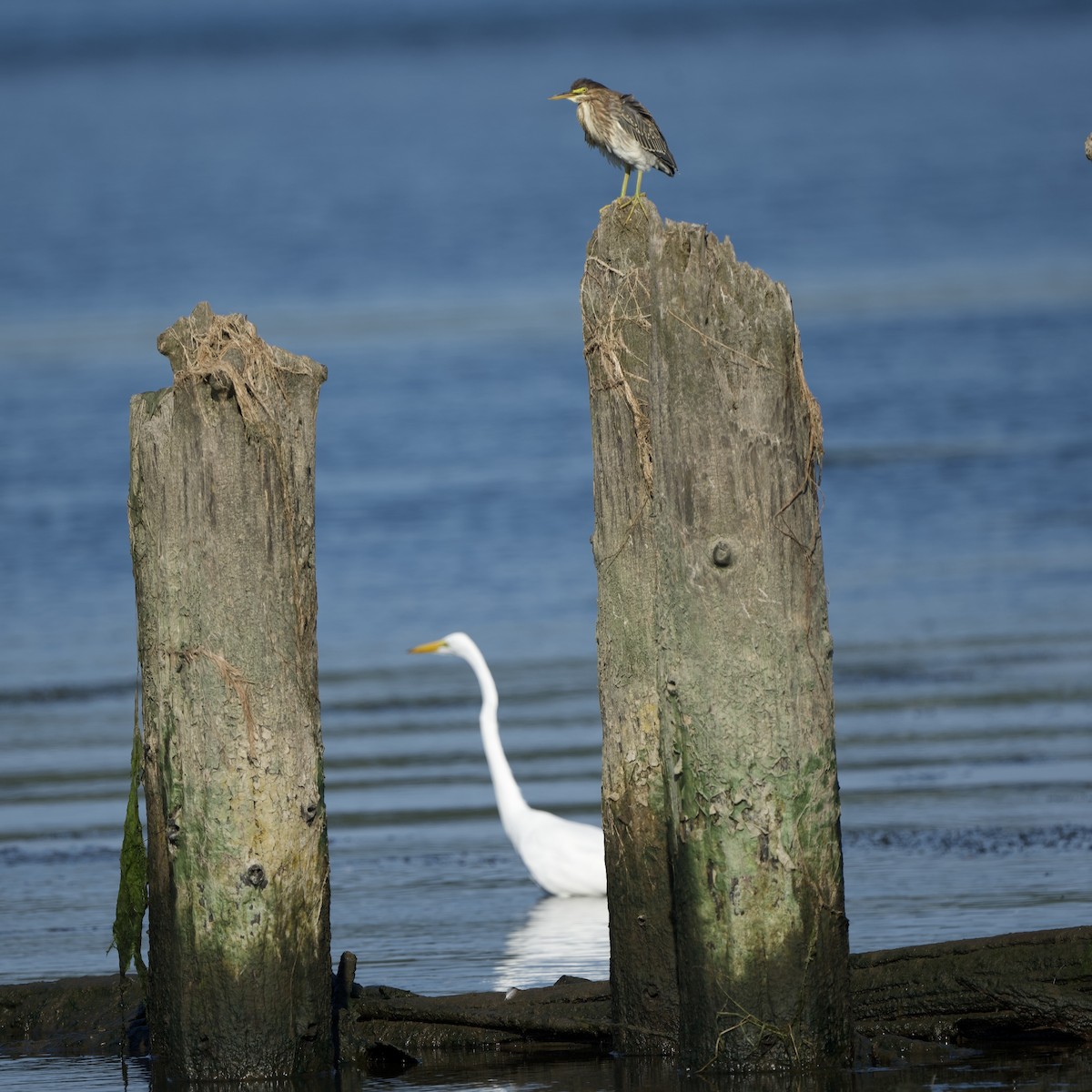 Great Egret - ML641797477