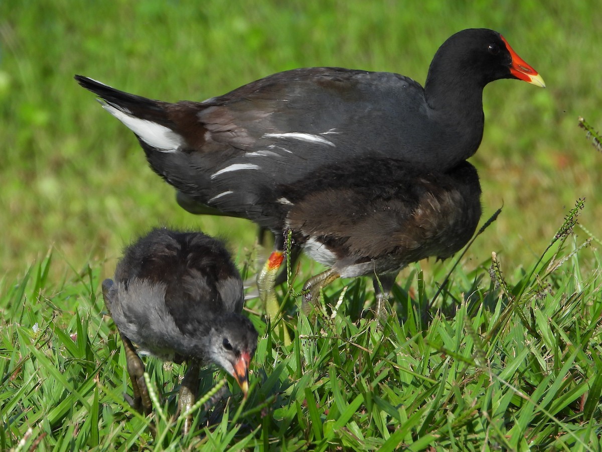 Common Gallinule - ML641797479