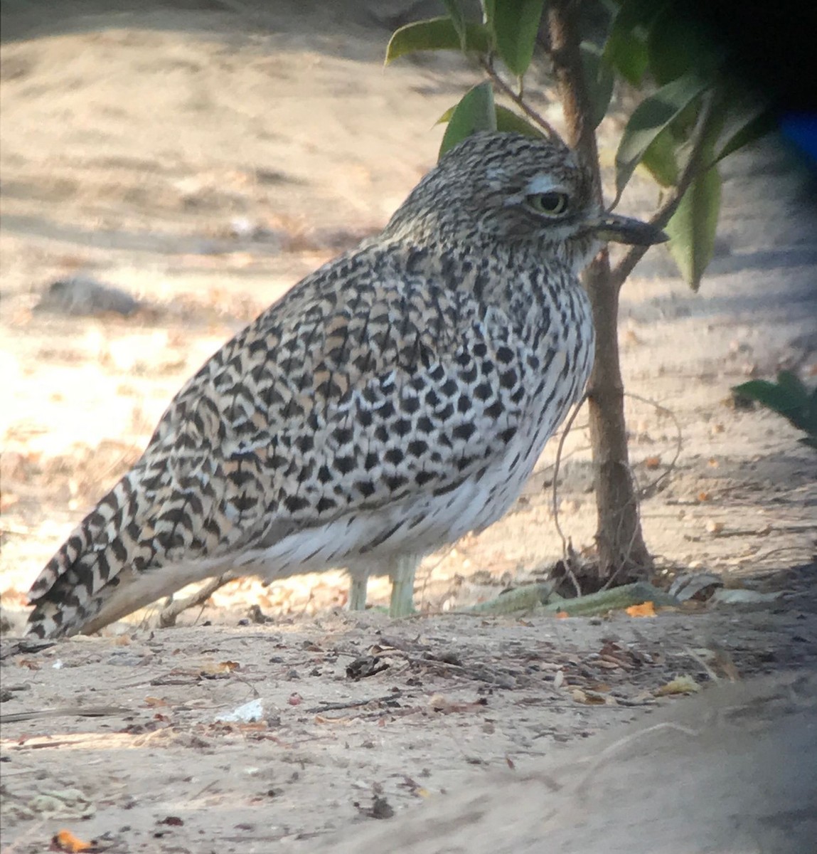 Spotted Thick-knee - ML641797481