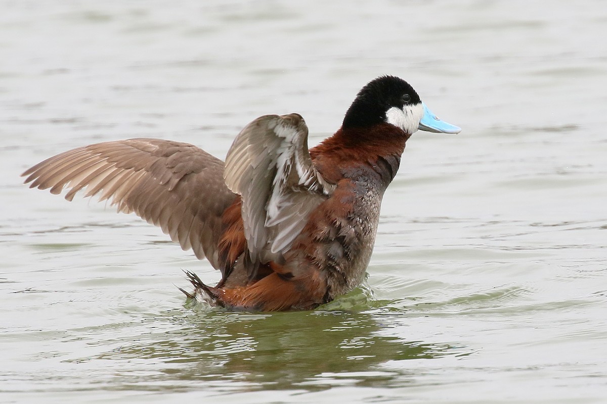 Ruddy Duck - ML641797482