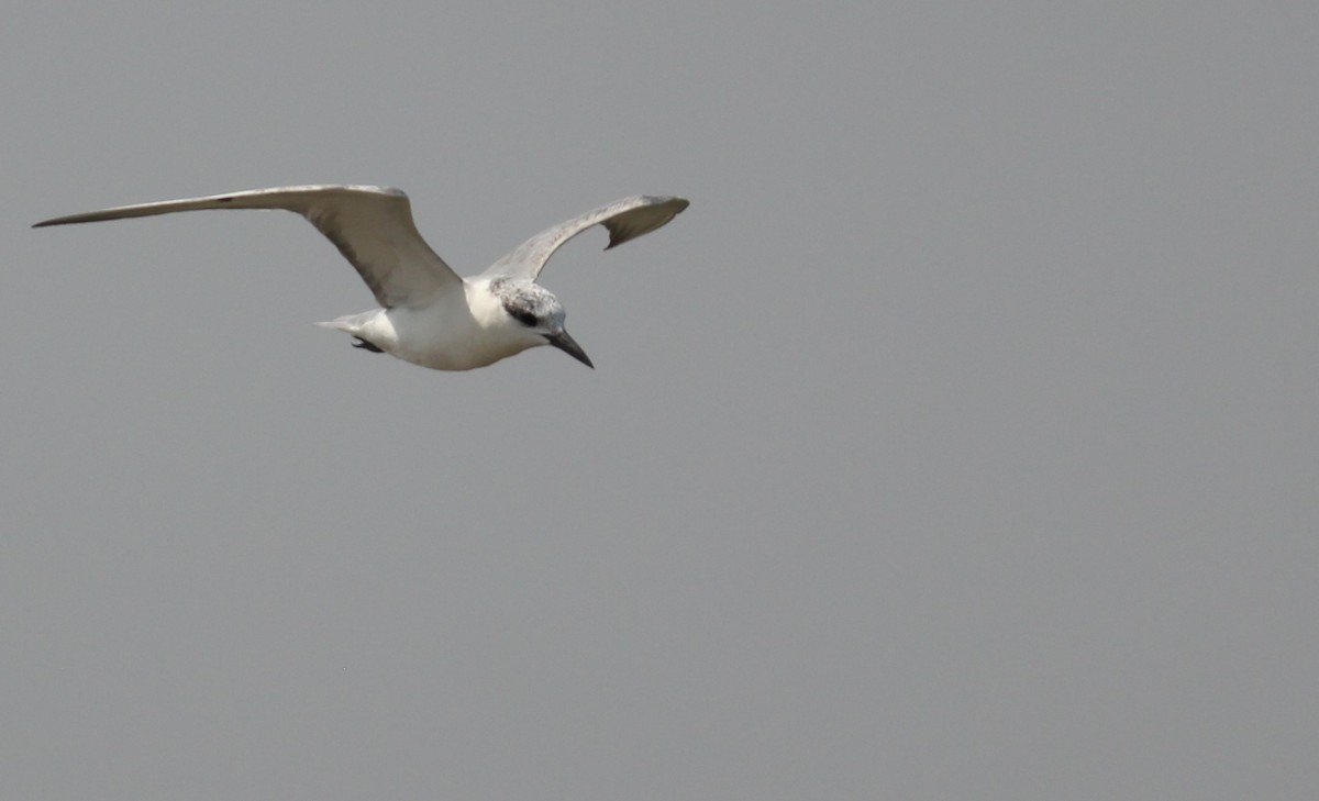 Whiskered Tern - ML641797483