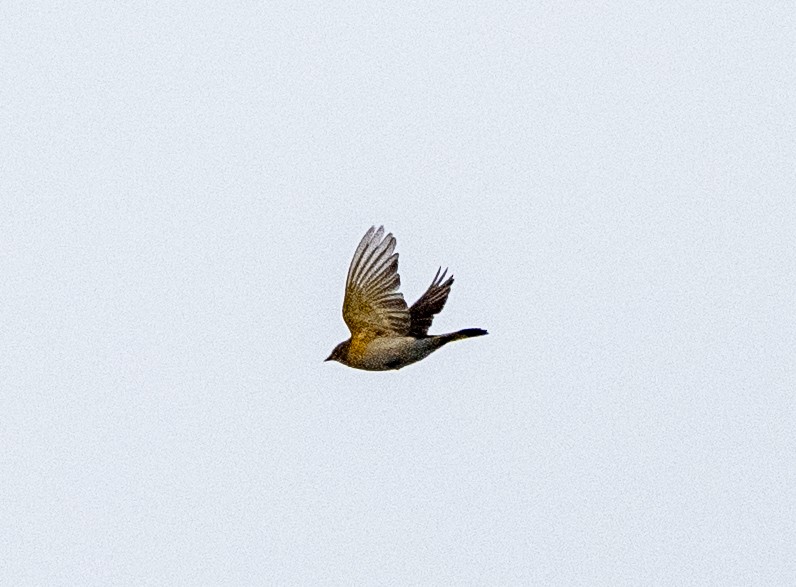 American Redstart - ML641797484