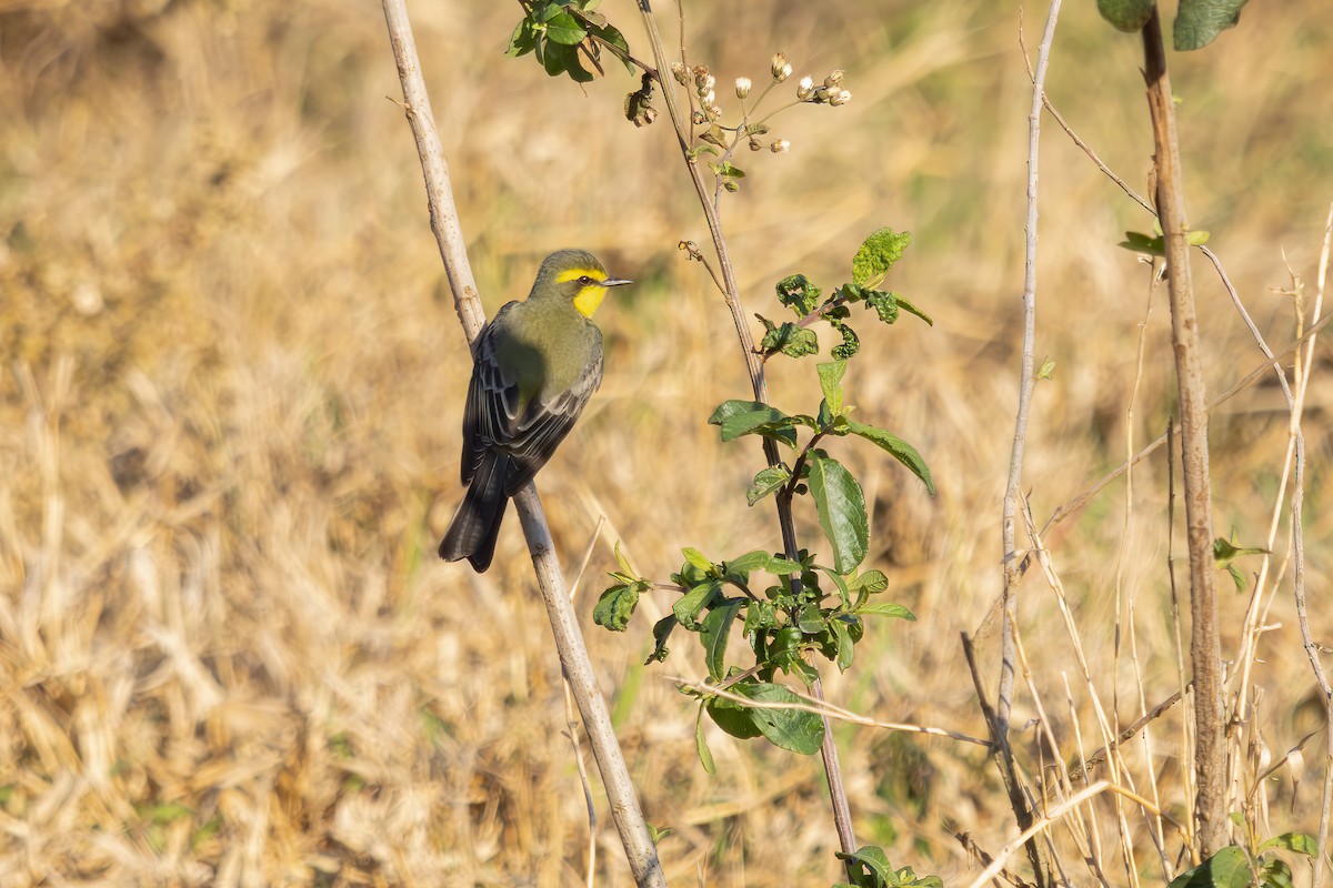 Yellow-browed Tyrant - ML641797485