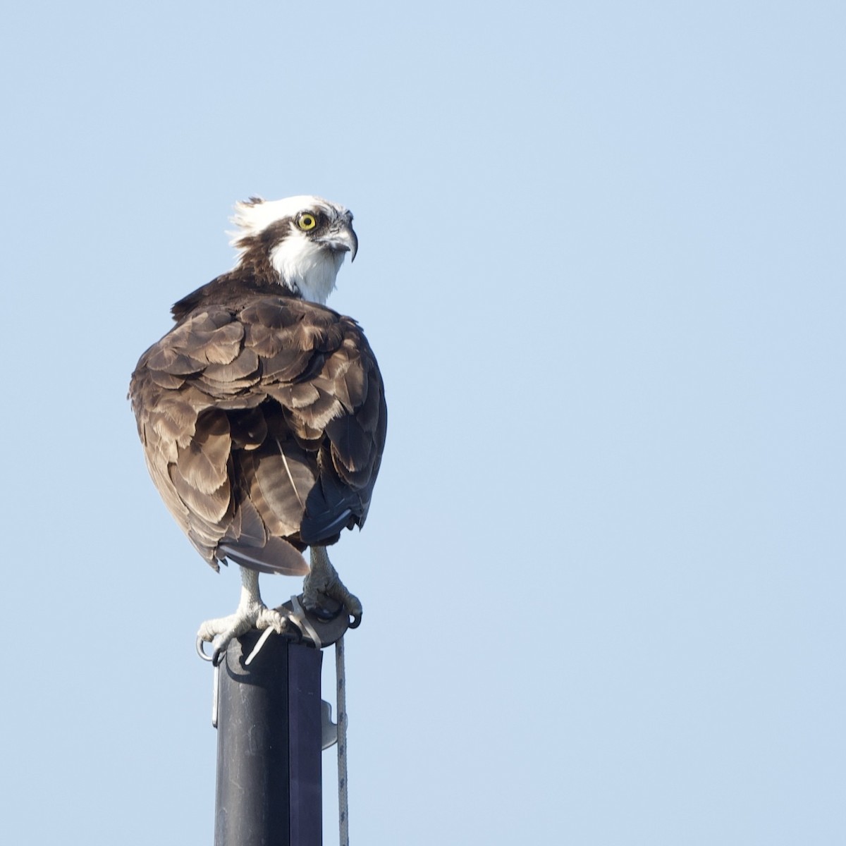 Osprey - ML641797486