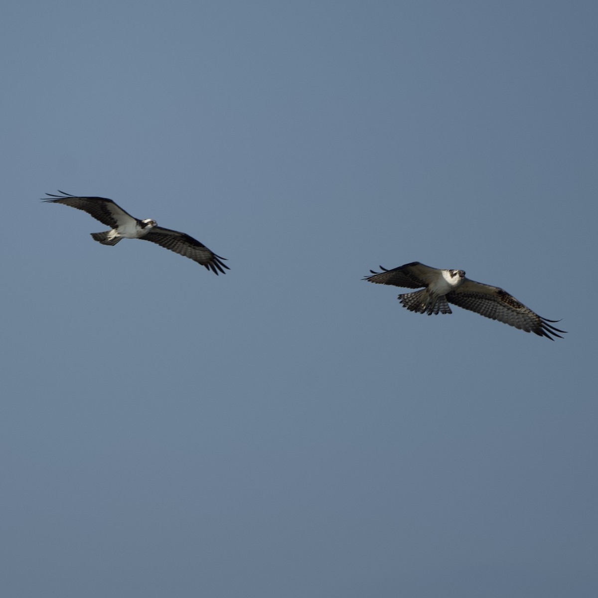 Osprey - ML641797487