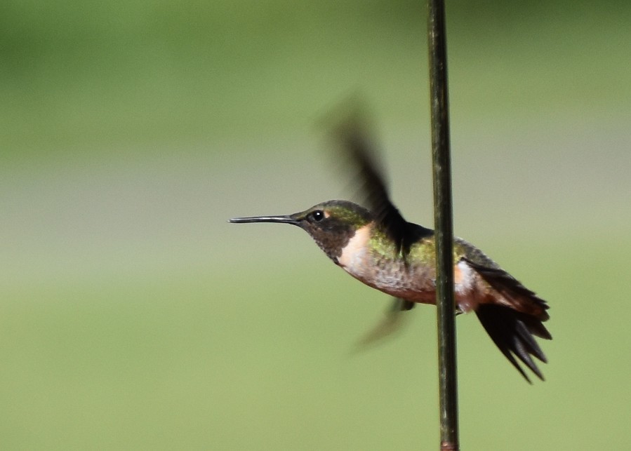 Ruby-throated Hummingbird - ML641797488