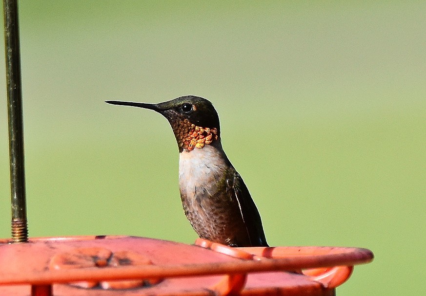 Ruby-throated Hummingbird - ML641797489