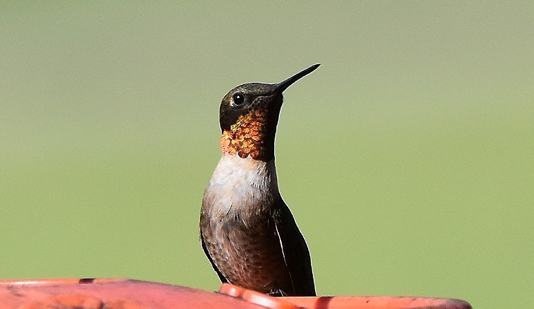 Ruby-throated Hummingbird - ML641797490