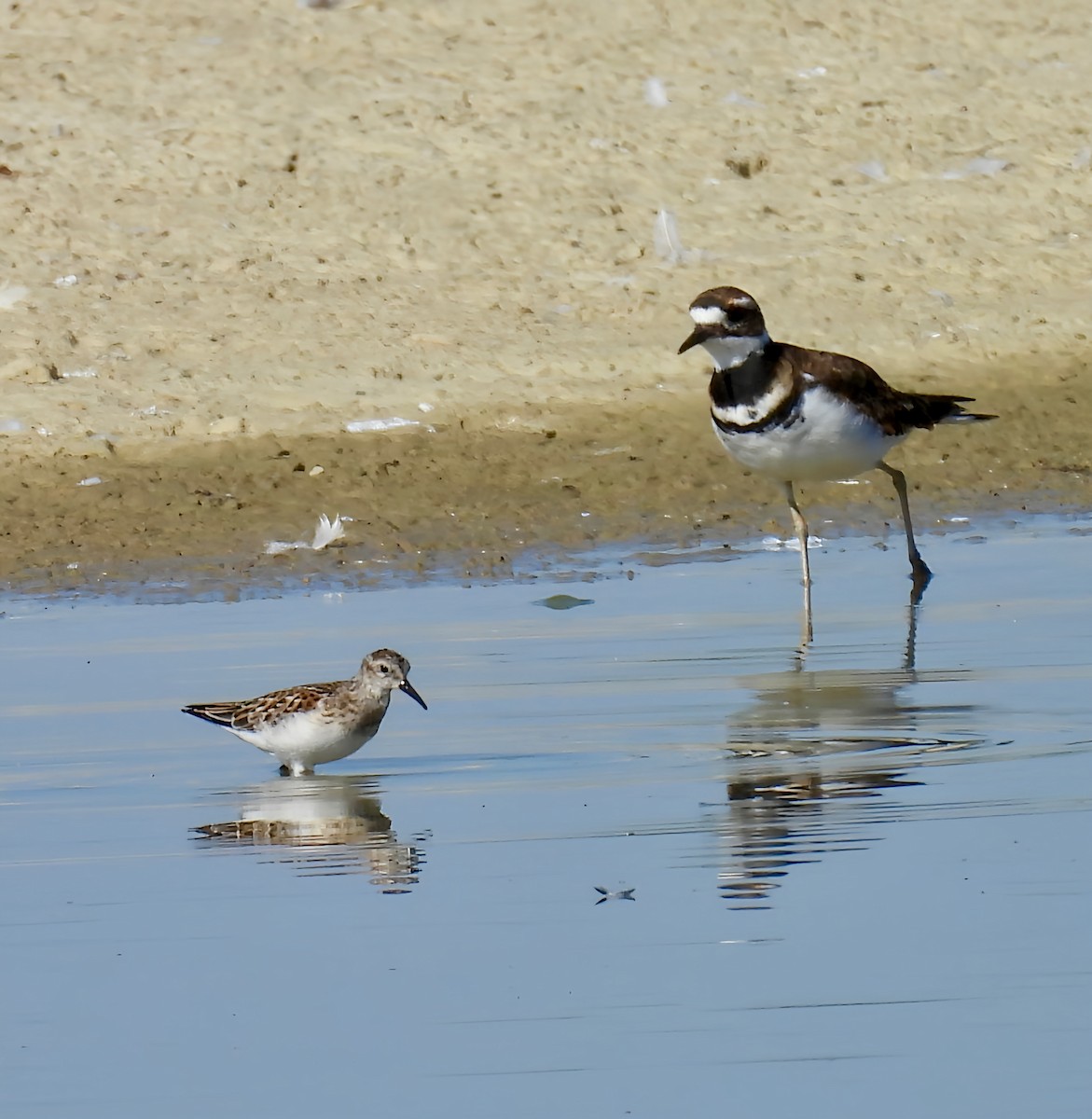 Least Sandpiper - ML641797492