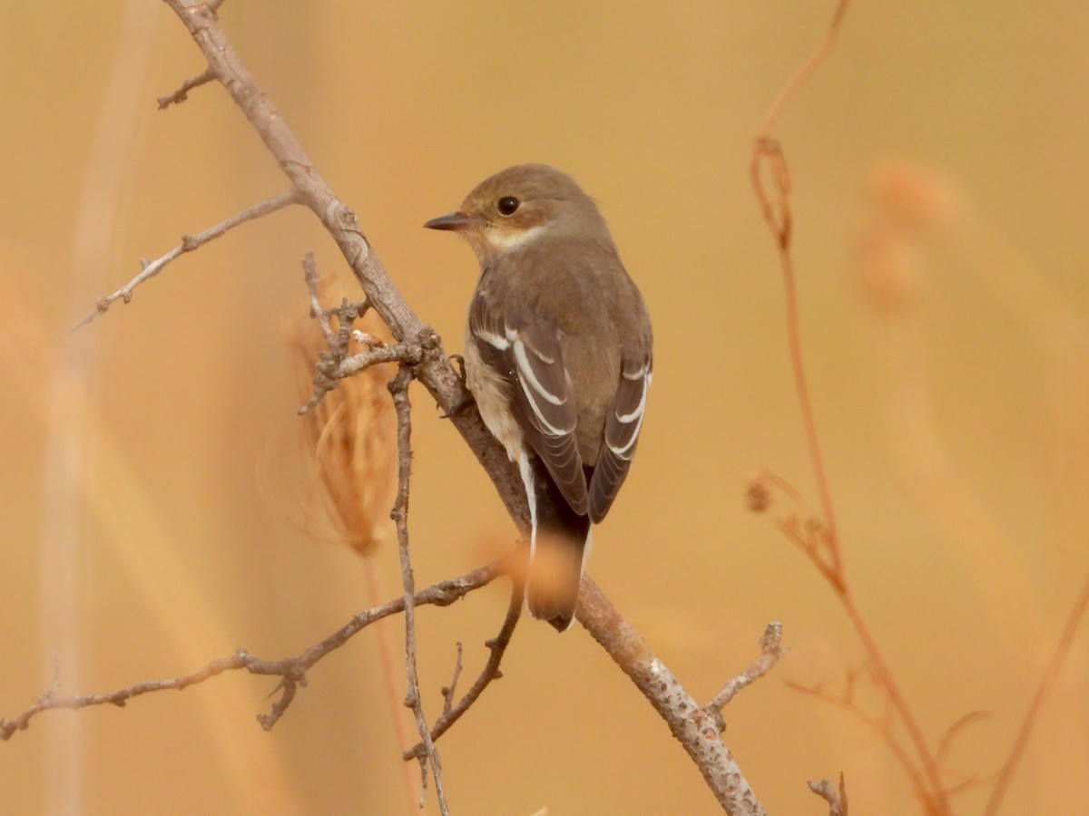 European Pied Flycatcher - ML641797493