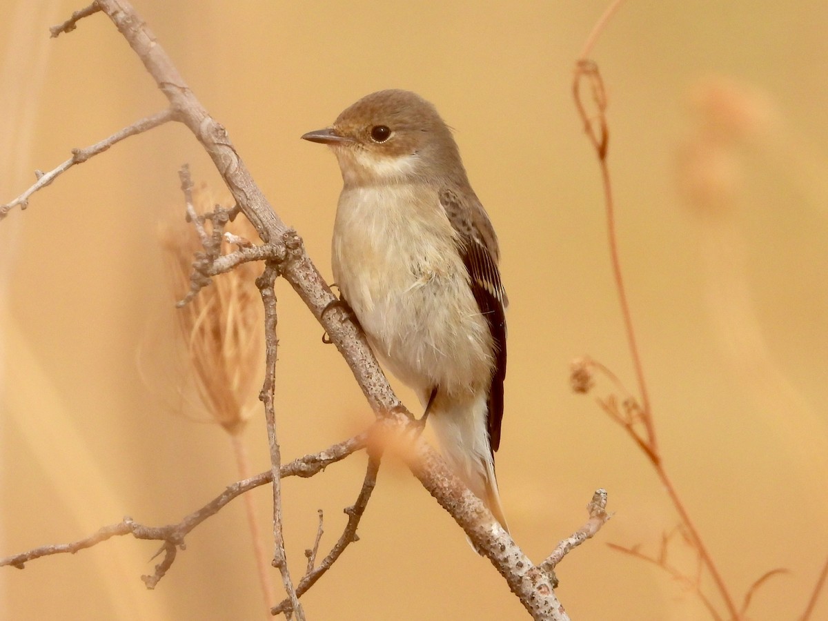 European Pied Flycatcher - ML641797494