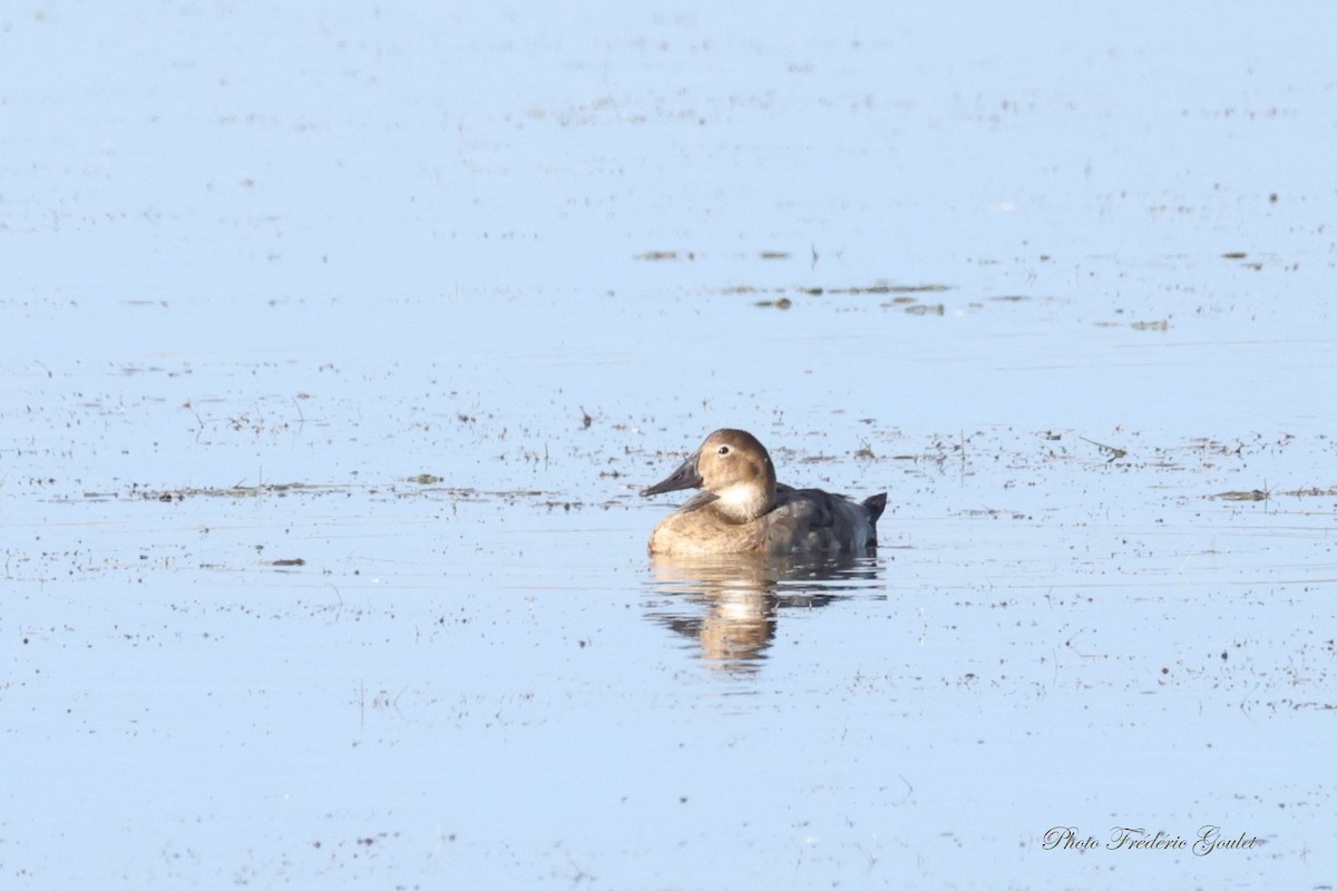 Canvasback - ML641797495