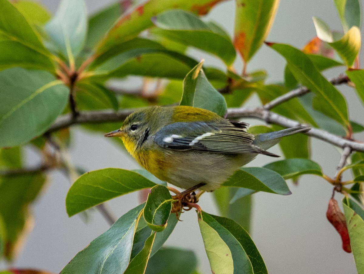 Northern Parula - ML641797496