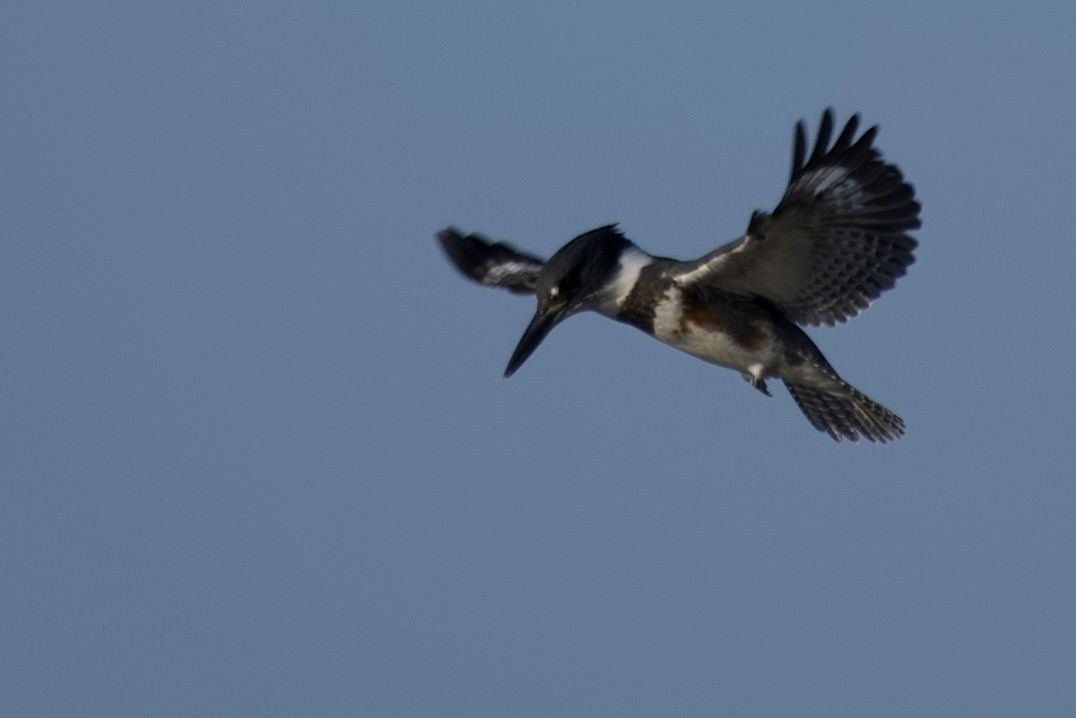 Belted Kingfisher - ML641797498