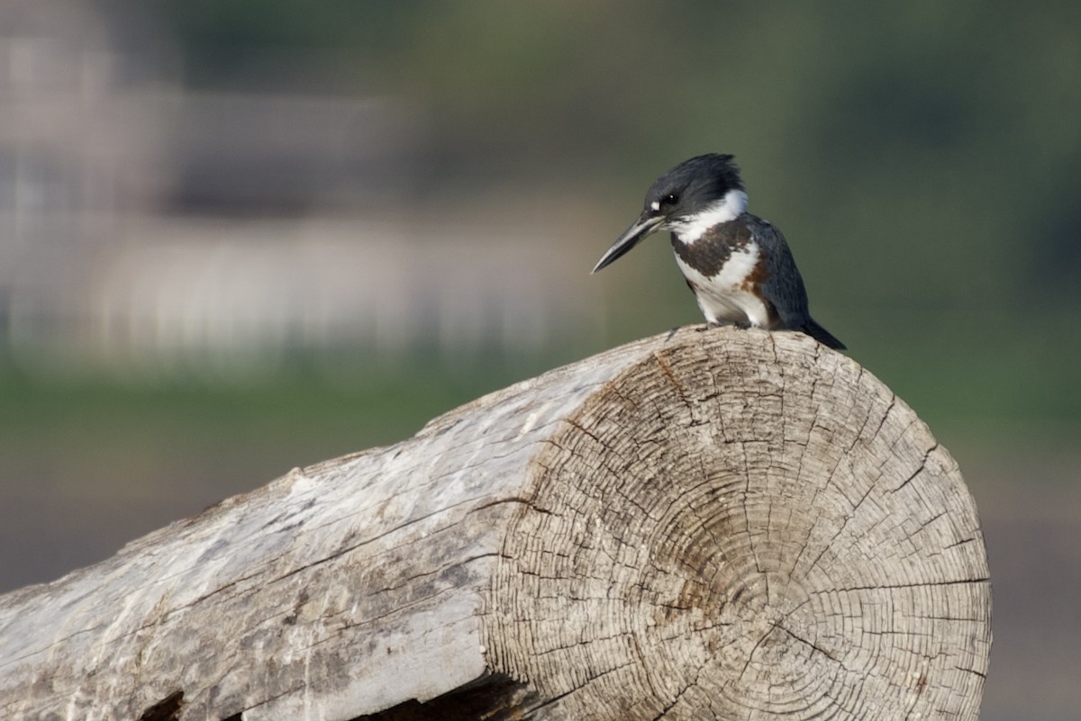 Belted Kingfisher - ML641797499