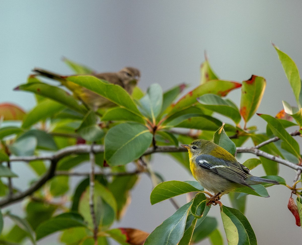 Northern Parula - ML641797501