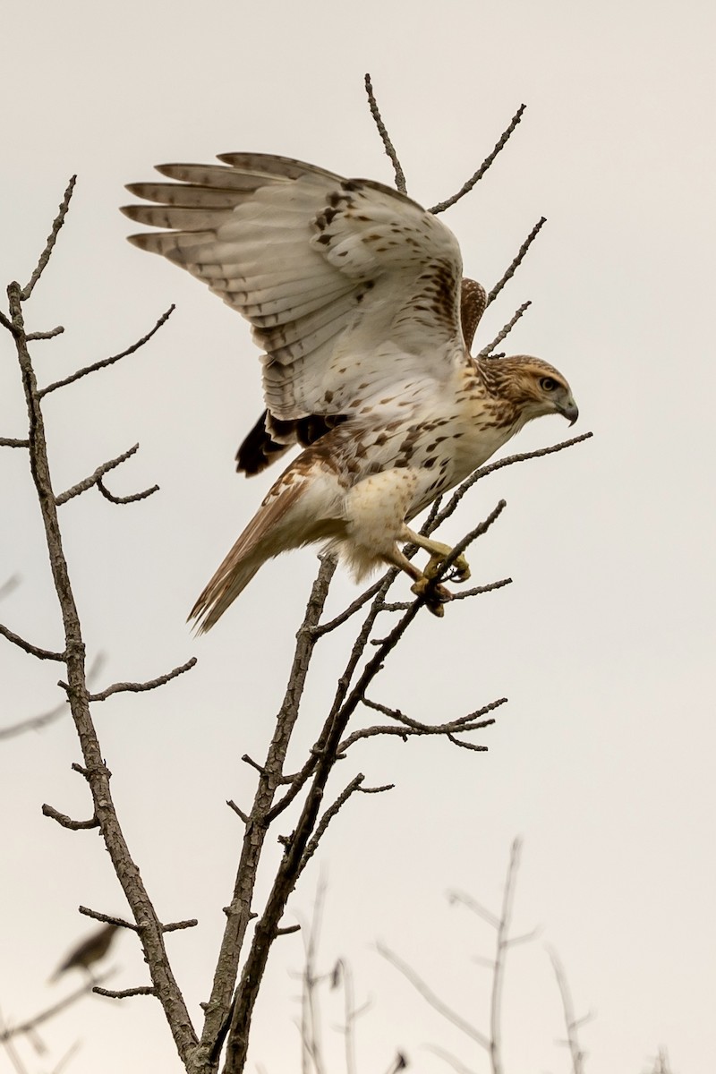 Red-tailed Hawk - ML641797502