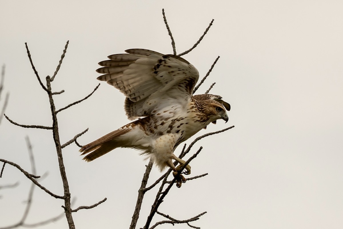 Red-tailed Hawk - ML641797503