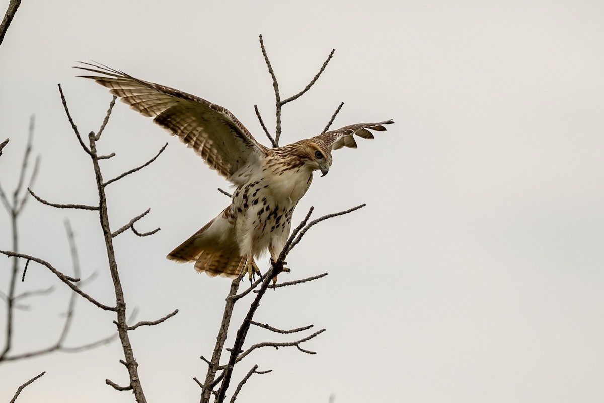 Red-tailed Hawk - ML641797504