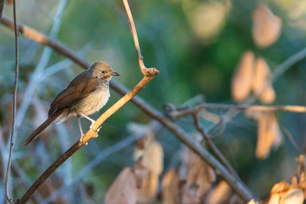 Collared Palm-Thrush - ML641797505