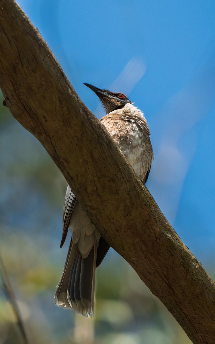 Noisy Friarbird - ML641797506