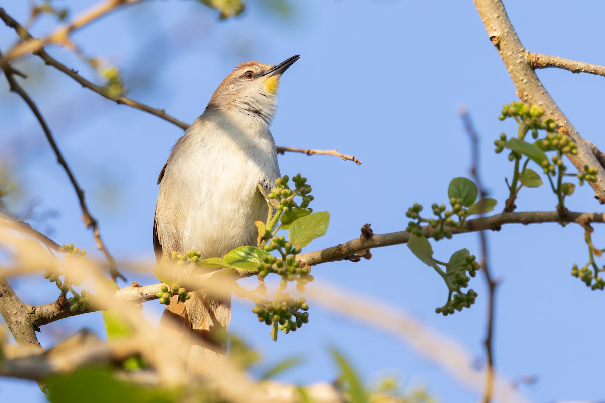 Yellow-chinned Spinetail - ML641797507