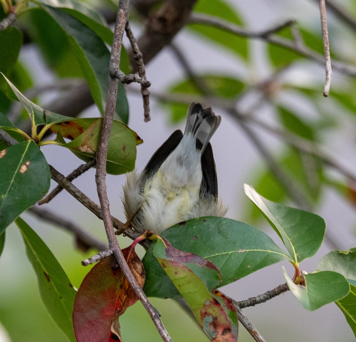 Northern Parula - ML641797508
