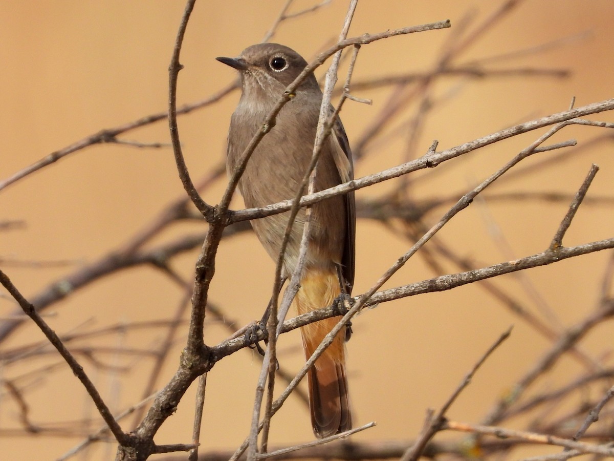 Black Redstart - ML641797509