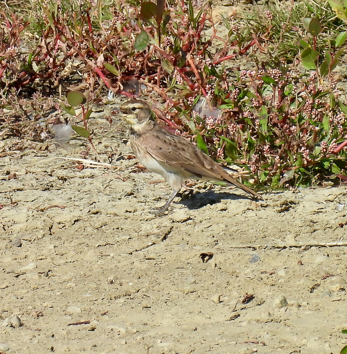 Horned Lark - ML641797510