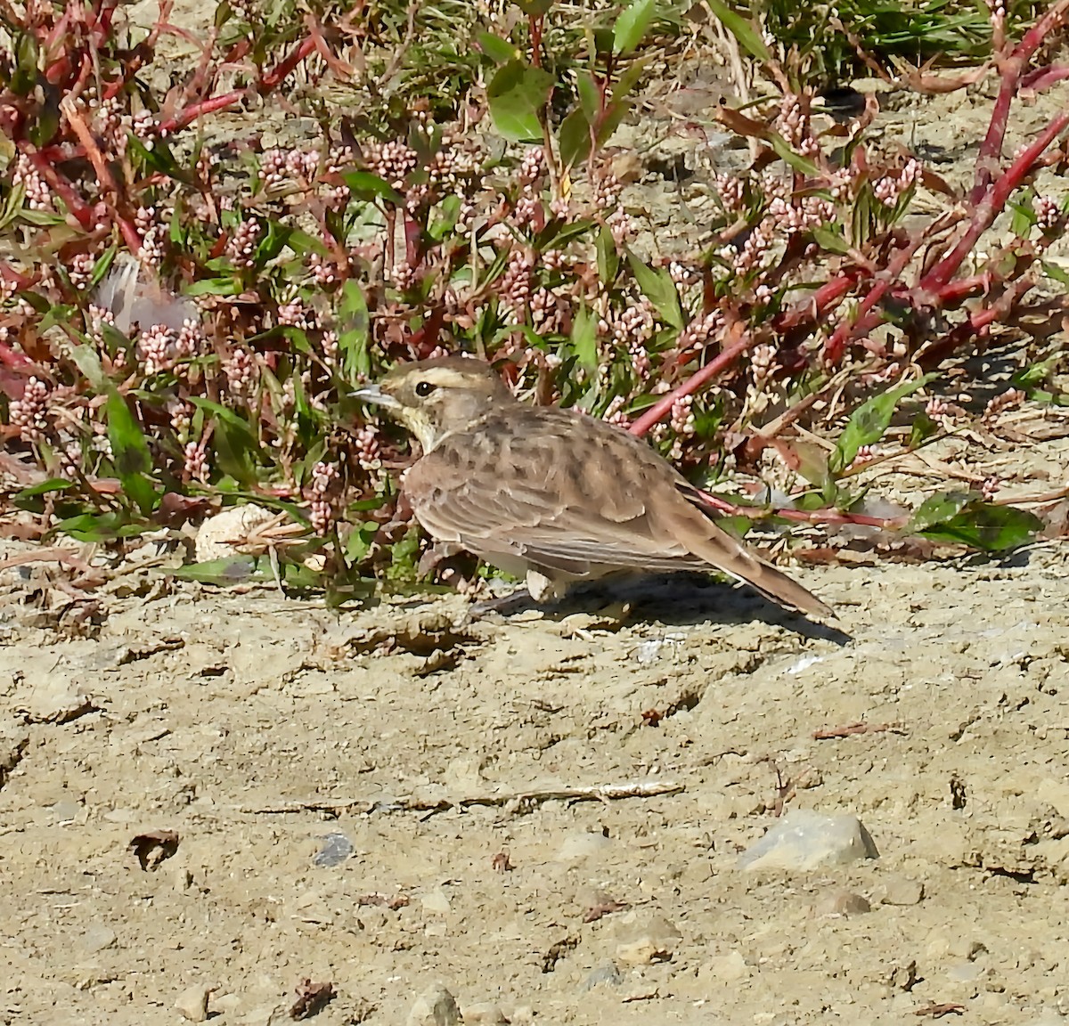Horned Lark - ML641797511
