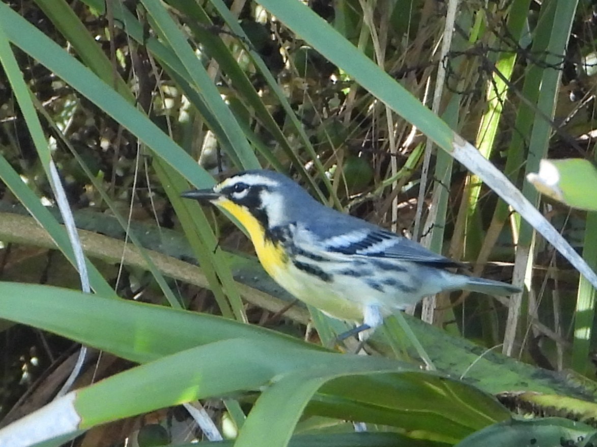 Yellow-throated Warbler - ML641797513