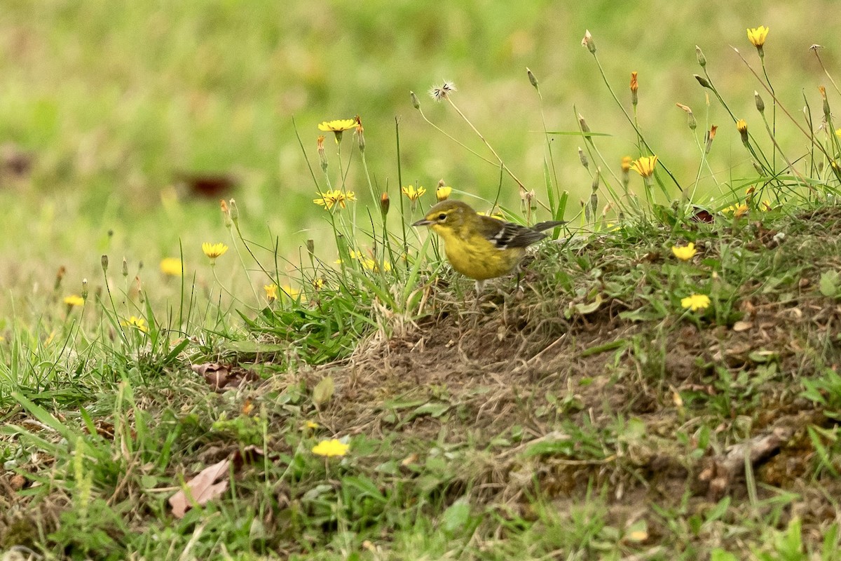 Pine Warbler - ML641797514