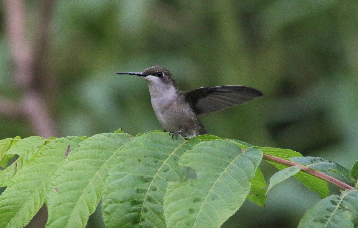 Ruby-throated Hummingbird - ML641797523
