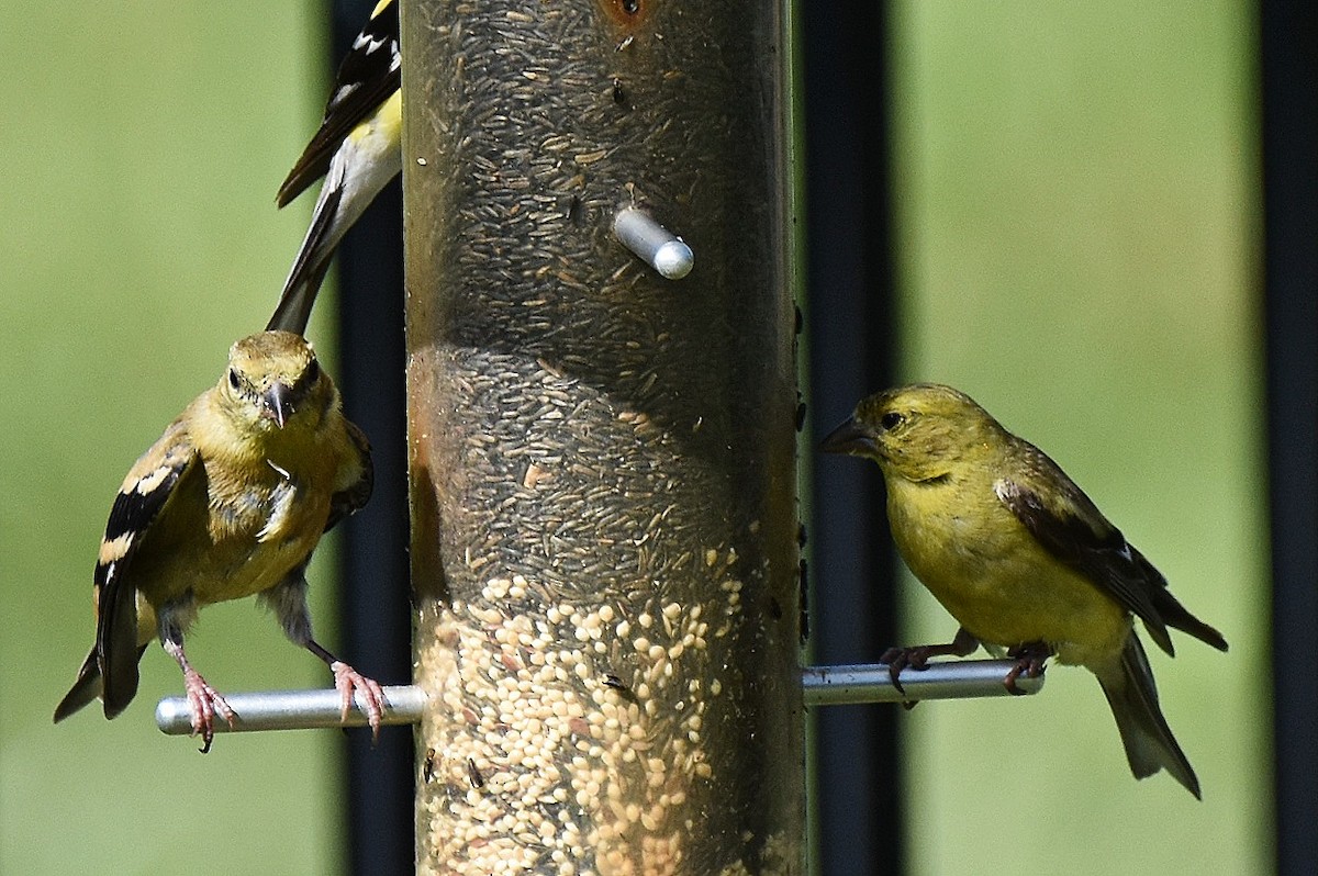 American Goldfinch - ML641797525