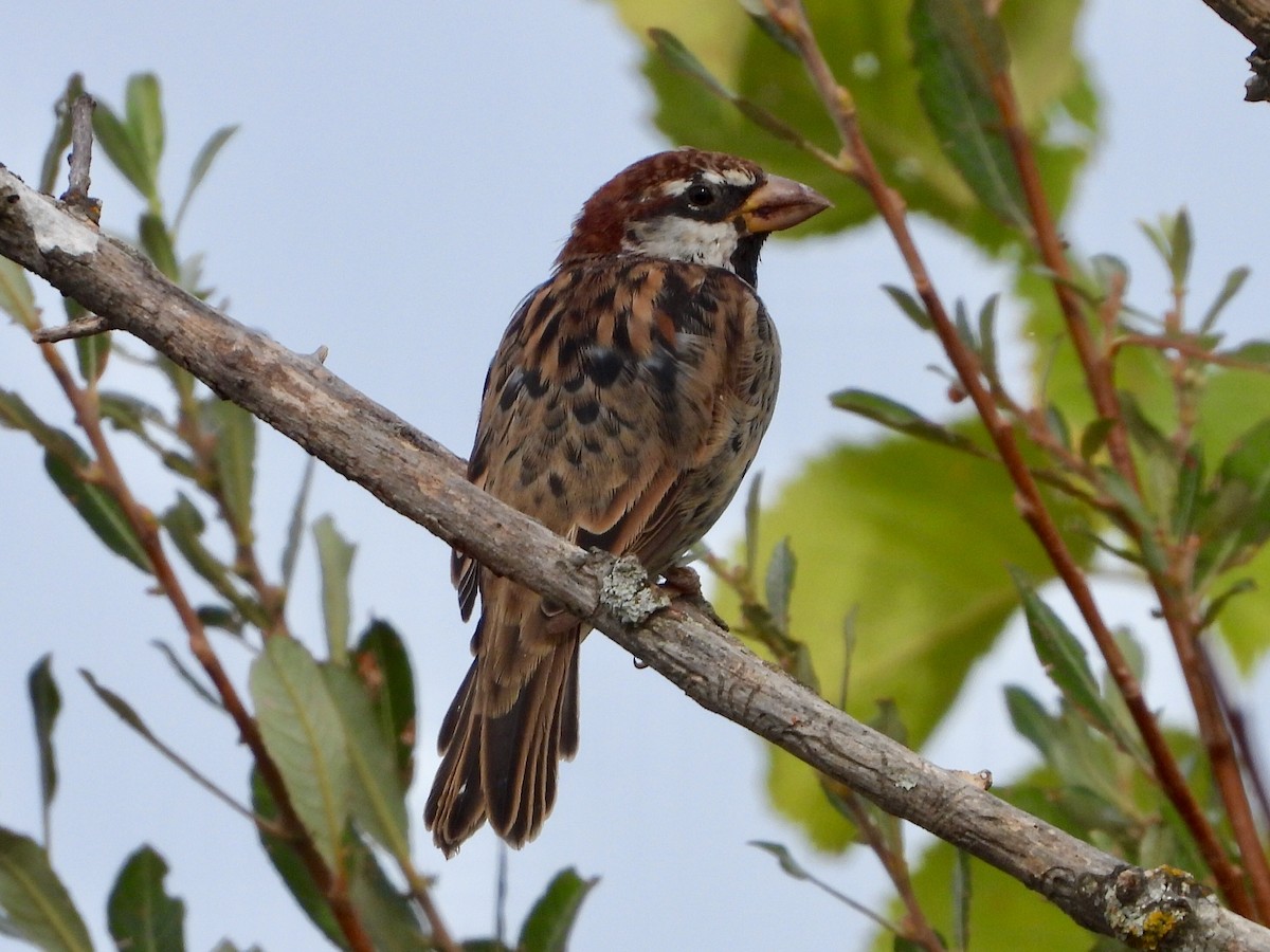 Spanish Sparrow - ML641797528
