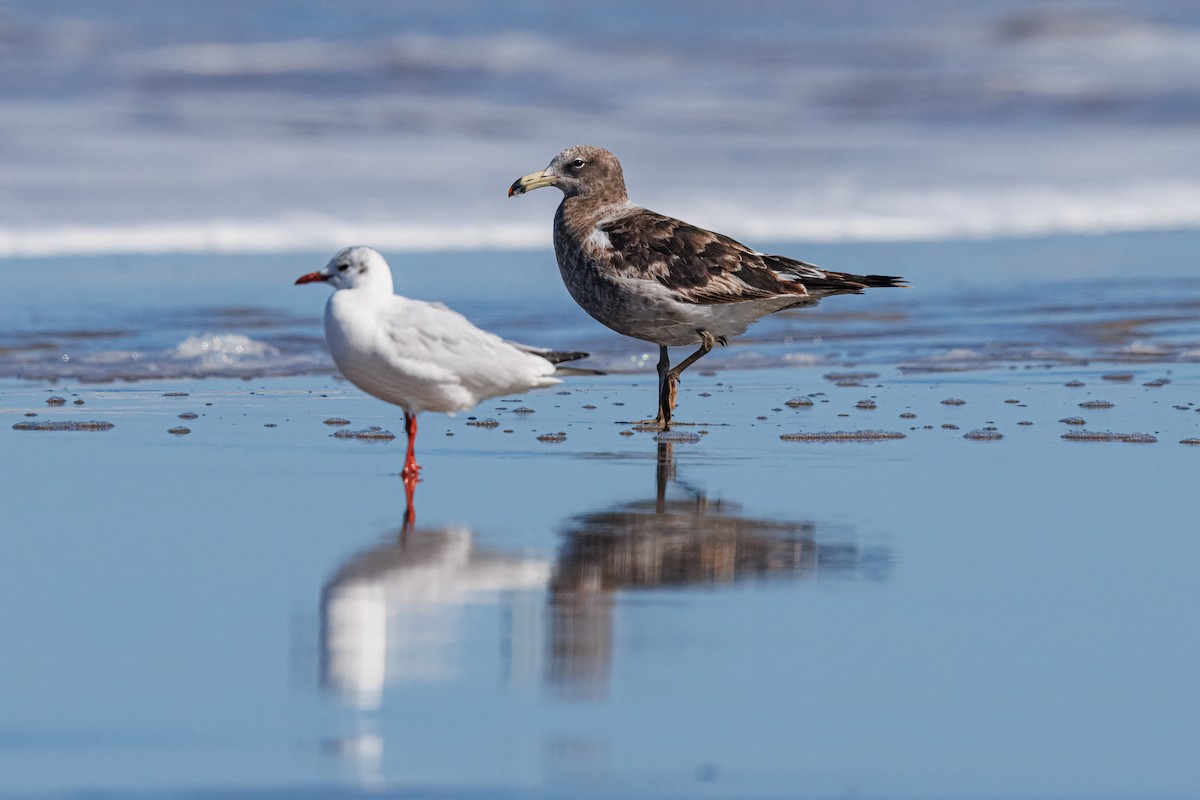 Olrog's Gull - ML641797529