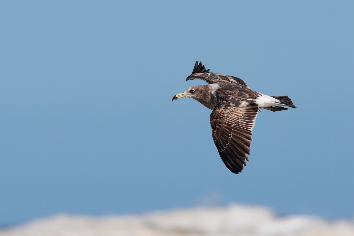 Olrog's Gull - ML641797530
