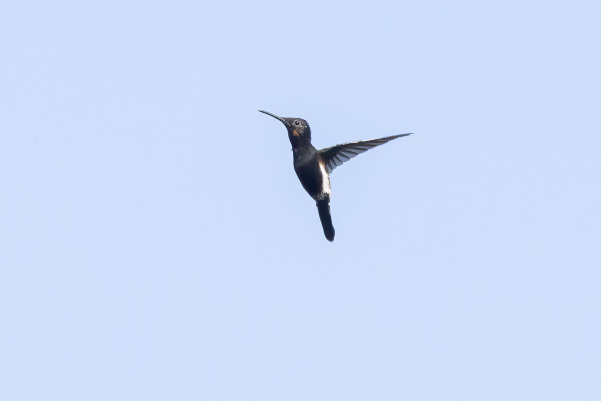 Black Jacobin - ML641797533